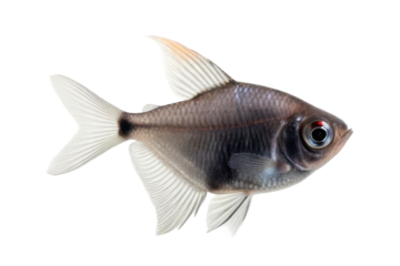 Stunning black moor goldfish swimming gracefully in clear water for aquarium enthusiasts and pet lovers