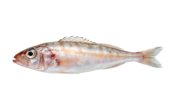 Fresh red mullet ready for culinary preparation, showcasing vibrant colors and unique features for gourmet dishes