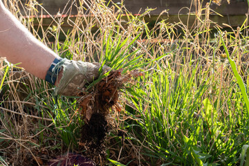 Hand in glove pulling weeds out of a raised bed in a garden or yard.
