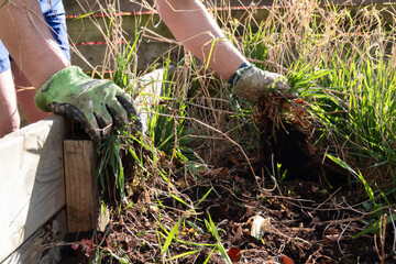 Hand in glove pulling weeds out of a raised bed in a garden or yard.
