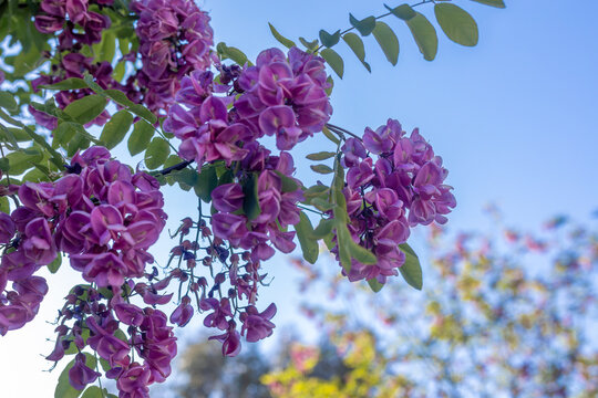 Robinia hispida L., false acacia, pink flowered acacia. Robinia hispida with clusters of pink flowers at spring. The hairy grasshopper is known as the rose-locust or moss grasshopper.