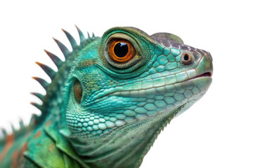 Detailed close-up of a vibrant iguana showcasing its colorful features and unique texture ideal for nature enthusiasts and educational purposes