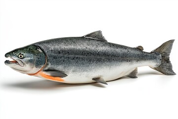 Naklejka premium Whole fresh salmon laid cleanly on white background, glistening with marine freshness