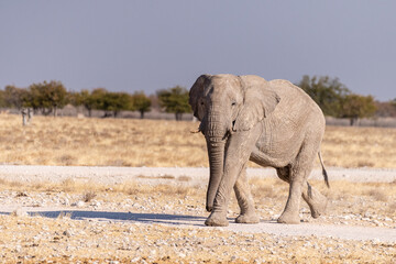 Obraz premium Telephoto of one African Elephant -Loxodonta Africana- running across the plains of Etosha National Park, Namibia.