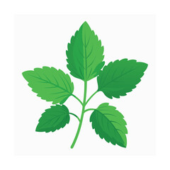  Melissa herb on vector art illustration