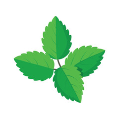  Melissa herb on vector art illustration