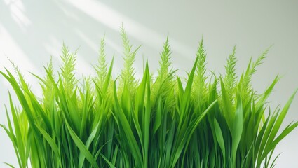 Obraz premium Tall blades of green grass set against a backdrop.