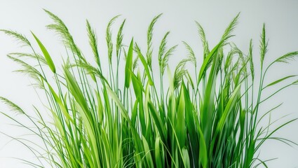 Fototapeta premium group of green grass