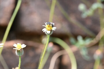 Tridax procumbens flowers. Its common names  coatbuttons, tridax daisy, Dagdi pala and Nuke noh...