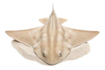 Unique encounter with a stunningly flat shark resting on sandy ocean floor during a marine exploration adventure