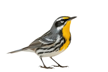 Fototapeta premium Captivating yellow-throated warbler perched gracefully, showcasing its vibrant plumage for nature enthusiasts and bird watchers
