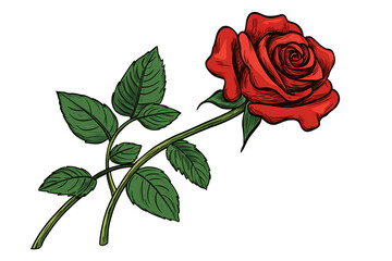 Fototapeta premium Vintage red rose illustration with no shadow around the edges, with a transparent background