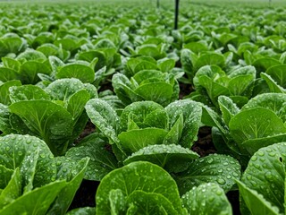 Organic farm rows close-up of sparkles green vegetables and solar-powered irrigation