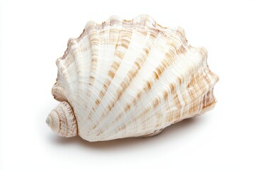 Obraz premium Seashell on white background (1)