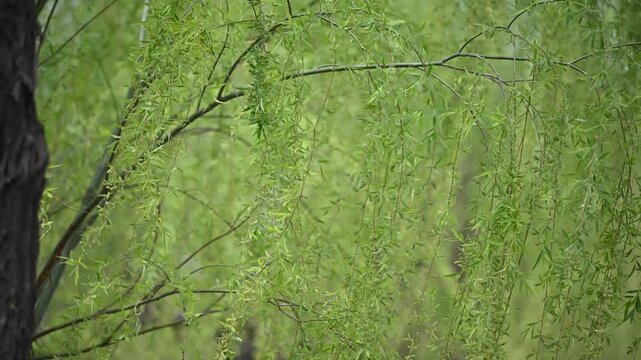 Willow trees swaying in the wind