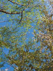 森から空を見上げる02