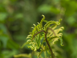 森で日差しを受けるシダの葉のアップ03