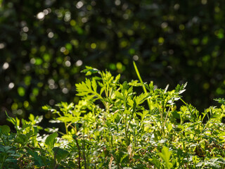 森で野草が光を受けて輝く03