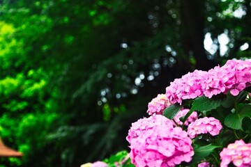 樹木の中に咲く赤い紫陽花
