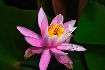 雨に濡れた蓮の花
