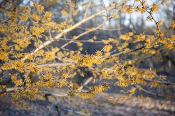 Witch hazel. Yellow flowers. Hamamelis in early spring. Flowering branches of Witch Hazel (Hamamelis virginiana). Hazel Witch deciduous shrub. selective focus