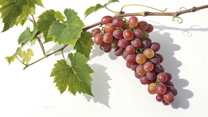 Obraz premium image of a grape cluster on vine white Background