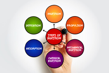 Steps of digestion mind map, text concept for presentations and reports