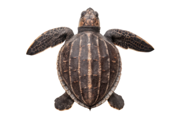 Hawksbill turtle swimming in ocean water and coral reef ecosystem