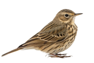 Sparrow perched calmly, showcasing intricate feather patterns for nature lovers, avian enthusiasts, and educational purposes