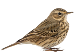 Sparrow perched calmly, showcasing intricate feather patterns for nature lovers, avian enthusiasts, and educational purposes