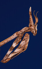 Alien-Like Empusa Pennata Close-Up on Blue Background