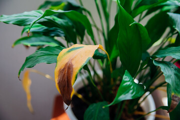 Diseases of indoor plants. A fading spathiphyllum pet flower in a pot on the table.