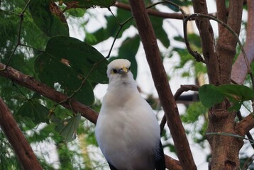 Beautiful Bali starling perched on a tree branch with green leaves that looks cool in the zoo