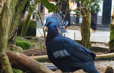 mambruk bird, a large, beautiful black-feathered pigeon, in a zoo cage