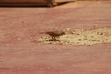 A house bunting bird eating food on the ground