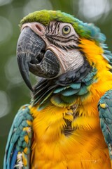 Fototapeta premium bright macaw parrot in the jungle close up,vertikales Foto