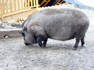 Vietnamese pot-bellied pig foraging outdoors on a farm