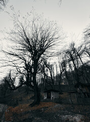 silhouette of a tree