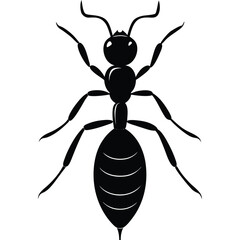 ant vector