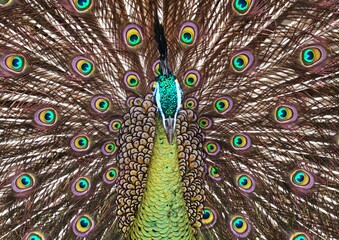 Obraz premium Beautiful peacock spreading its feathers, tail with unique and cool pattern like intimidating eyes