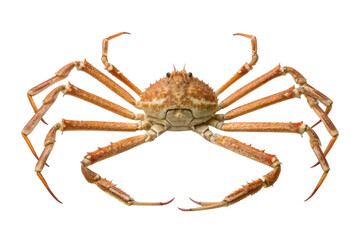 Discovering the beauty of the king crab in its natural habitat along the icy shores of Alaska