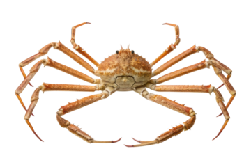 Discovering the beauty of the king crab in its natural habitat along the icy shores of Alaska