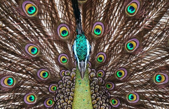 Beautiful green peacock opens its tail, beautiful feather pattern looks like eyes
