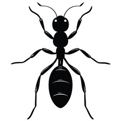 ant vector