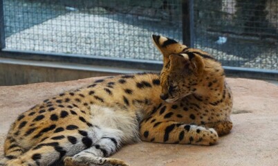 serval, this large wild cat from Africa is relaxing on an artificial rock at the zoo © Soxlam