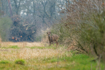 Roe deer in the wild