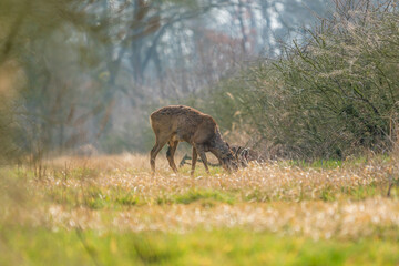 Roe deer in the wild