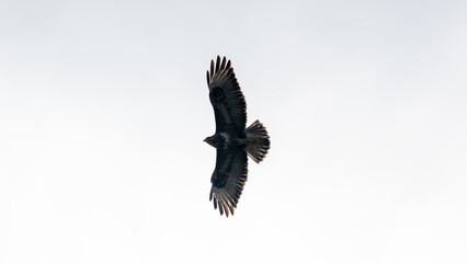 Obraz premium Fliegender Mäusebussard