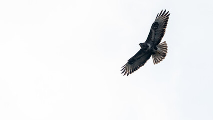 Fototapeta premium Fliegender Mäusebussard