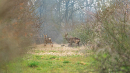 Roe deer in the wild